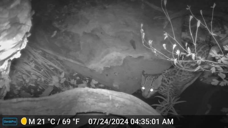 Trail camera footage of ocelot