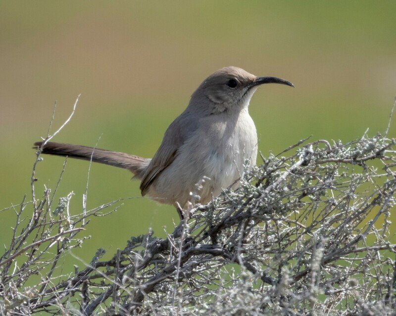 LeConte's thrasher