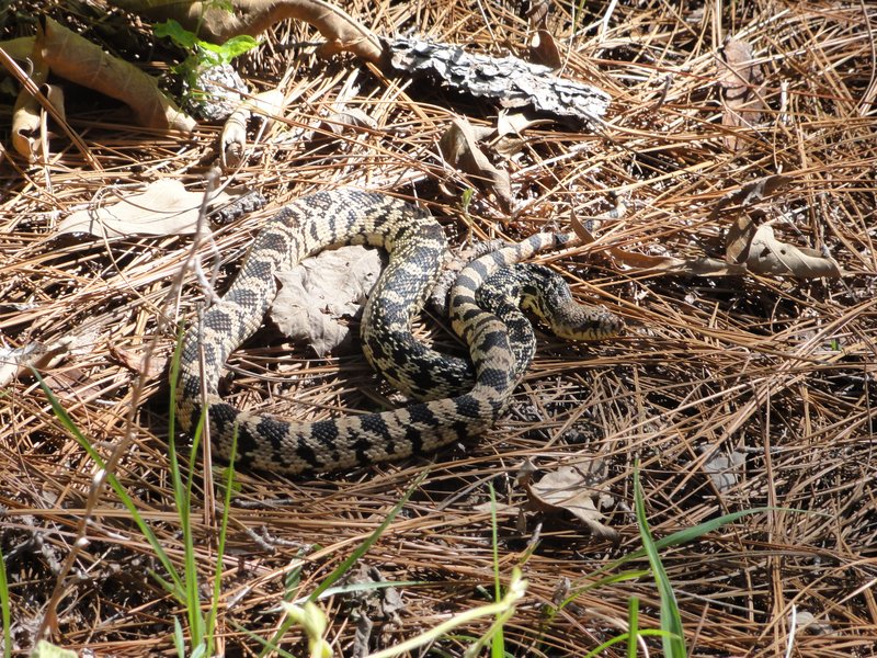 RSPine-Snake-Pituophis-ruthveni-USFWS-FPWC