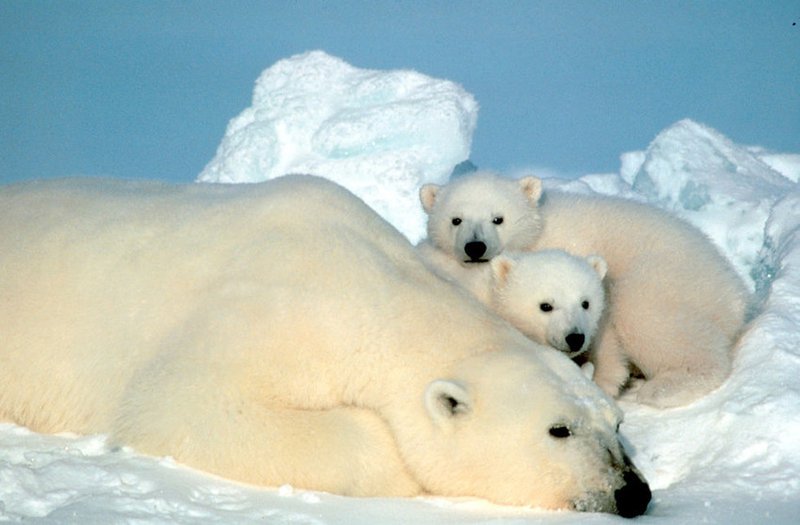 Polar bear and cubs