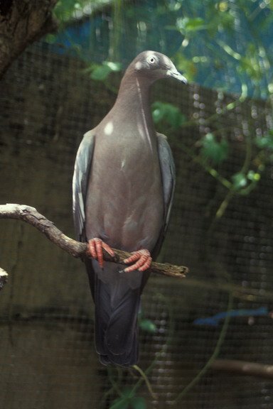 RSPuerto_Rican_plain_pigeon_Carlos_Ruiz_USFWS_FPWC