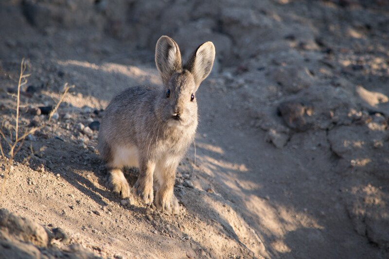 RSPygmy_rabbit_2_Miranda_Crowell_FPWC-scr