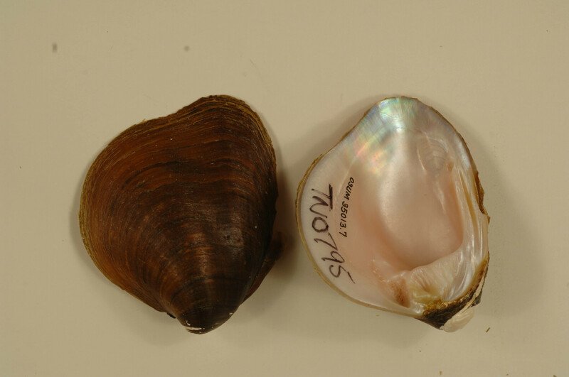 RSPyramid_pigtoe_USFWS_FPWC-scr