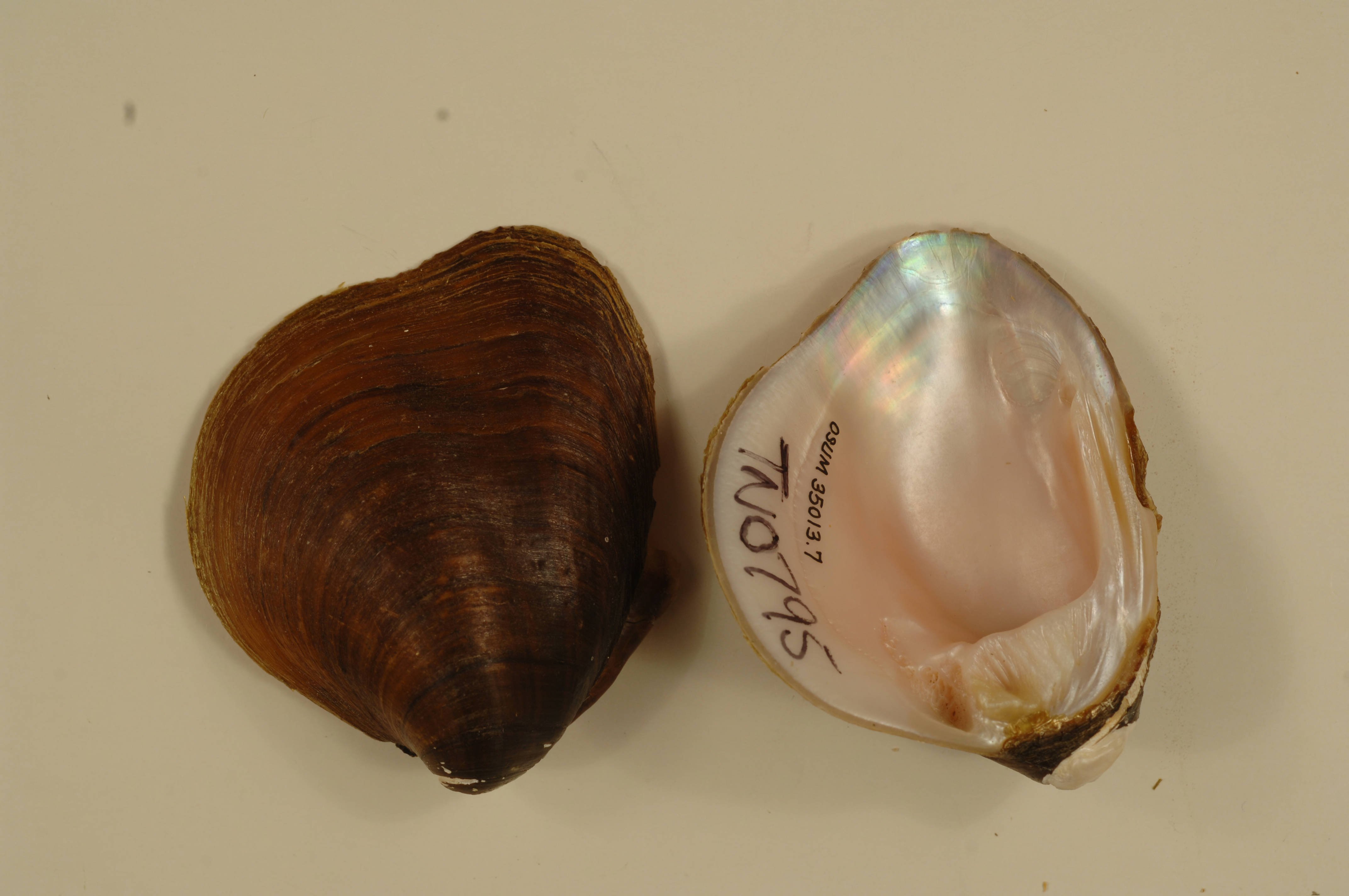 Pyramid Pigtoe Mussel Proposed for Endangered Species Act Protection