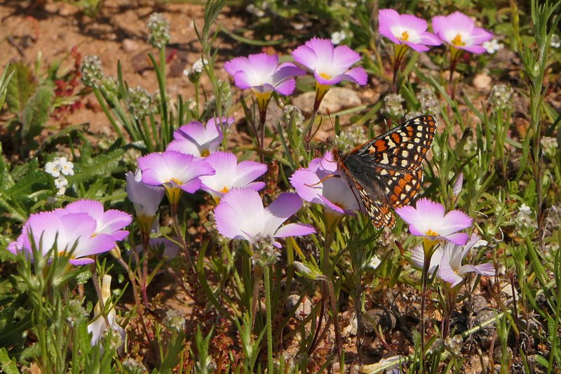 RSQuino_checkerspot_butterfly_Roger_Hamilton_Hamilton_Biological_FPWC-lpr