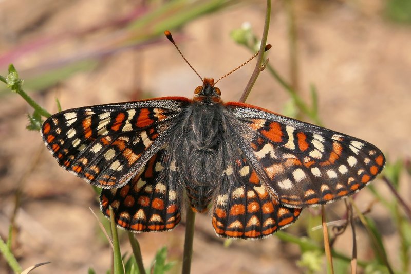 RSQuino_checkerspot_butterfly_Roger_Hamilton_Hamilton_Biological_FPWC-lpr(1)