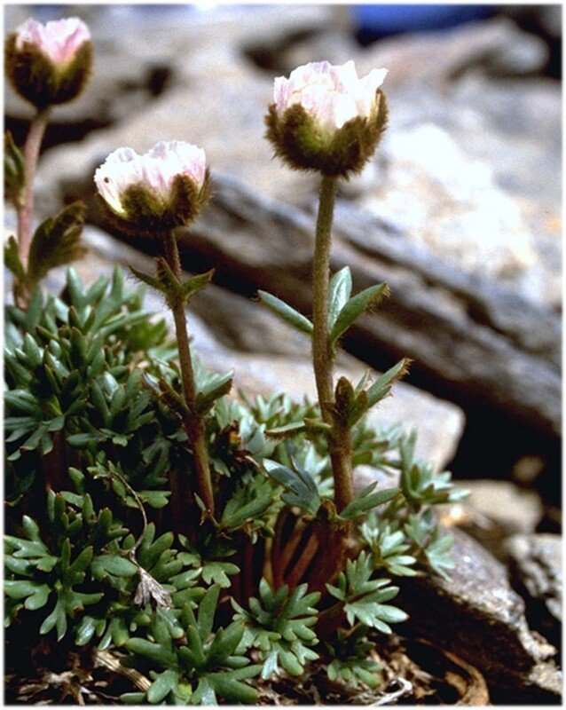 RSRanunculus glacialis ssp-scr