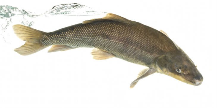 RSRazorback_sucker_Sam_Stukel_USFWS_FPWC.jpg