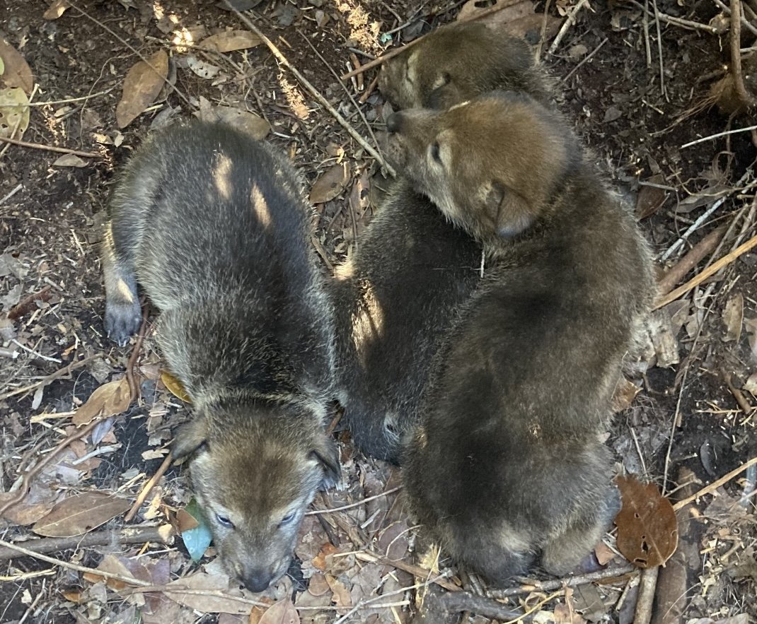 Four wild red wolf litters born in North Carolina, the species' only wild population
