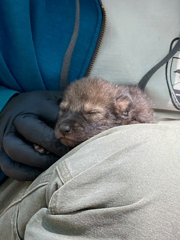 RSRedWolfPup-USFWS-FPWC-scr