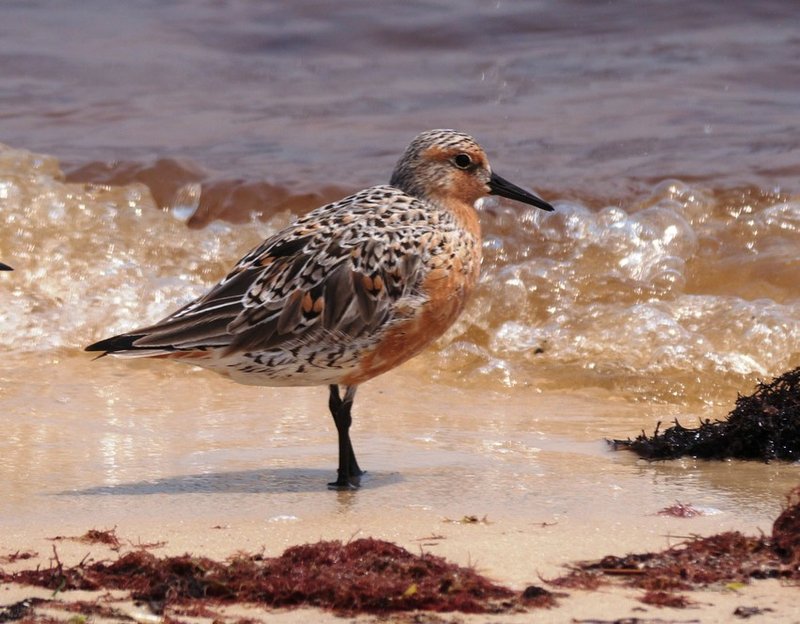 RSRed Knot_Brett_Hartl_Center_for_Biological_Diversity_FPWC_2
