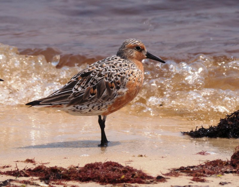 RSRed Knot_Brett_Hartl_Center_for_Biological_Diversity_FPWC_1