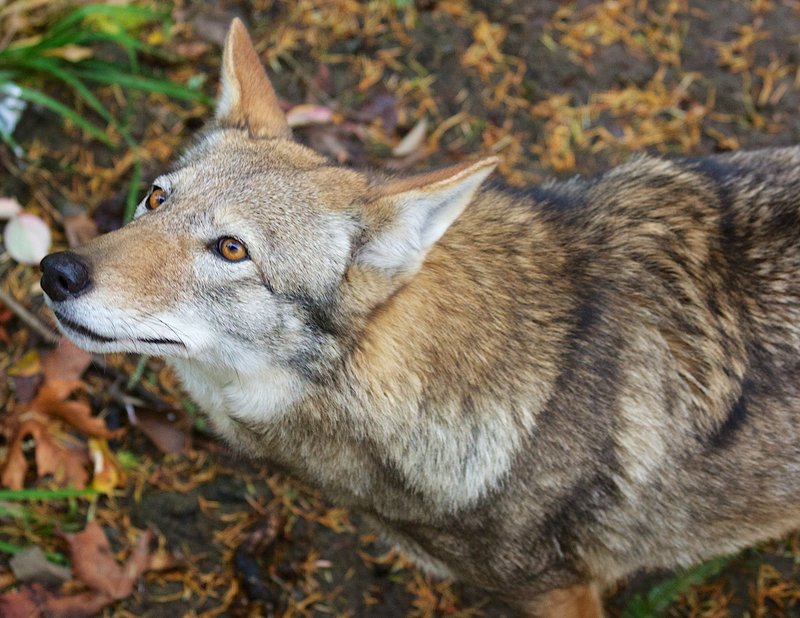 RSRed_Wolf_2_B_Bartel_USFWS_FPWC-lpr