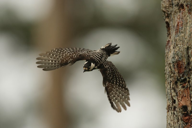 RSRed_cockaded_woodpecker_Martjan_Lammertink_USFS_FPWC