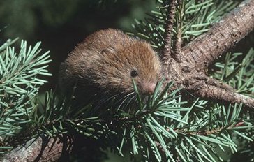 RSRed_tree_vole_Stephen_DeStefano_USGS_FPWC