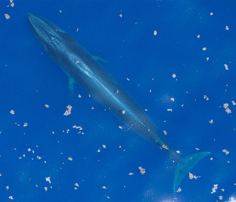 RSRices_whale_Balaenoptera_ricei_NOAA_FPWC_Media_Use_Ok (2)