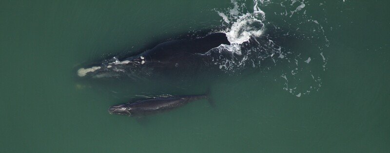 North Atlantic right whale mother and calf