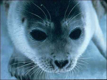 RSRingedSeal_NatlMarineMammalLaboratory_FPWC (1)
