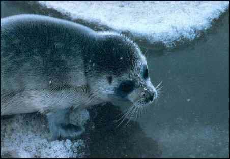 Arctic Ringed Seal, Pusa hispida, (c) National Marine Mammal Laboratory/NOAA