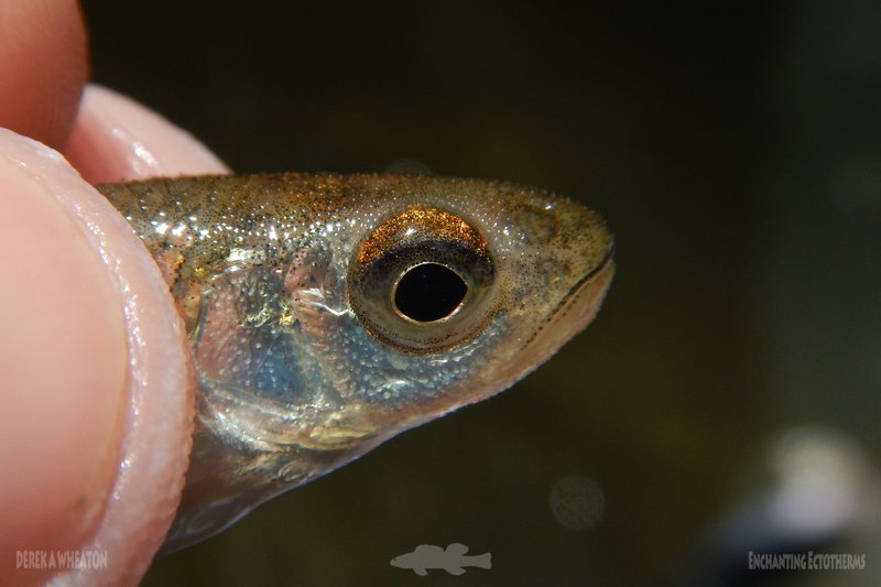 Roughhead shiner. Credit Derek Wheaton