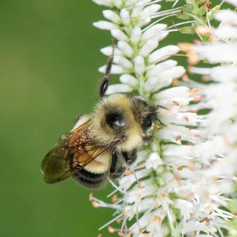 RSRusty_patched_bumble_bee_Heather_Holm_FPWC-scr