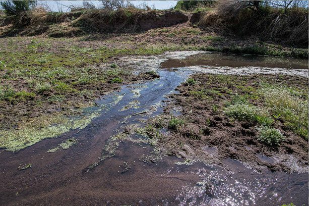 Lawsuit Targets Trespass Grazing Destruction of Endangered Plant in Arizona's San Pedro Riparian National Conservation Area - Vimarsana News