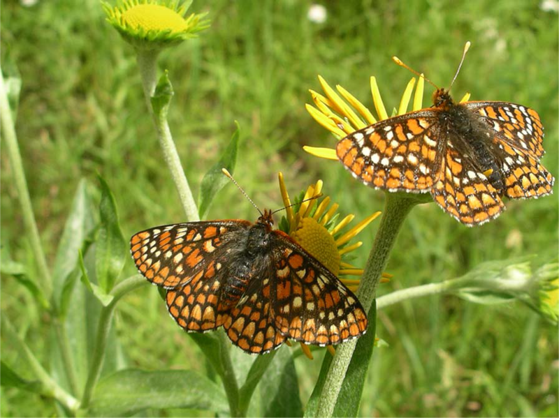 RSSacramento_Mountains_checkerspot_butterfly_USFWS_FPWC.png