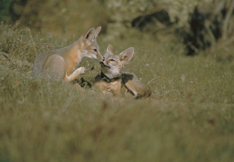 RSSanJoaquinKitFox_Pups_USFWS_FPWC-hpr