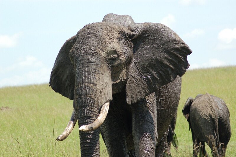 African Savannah Elephant and baby in Kenya