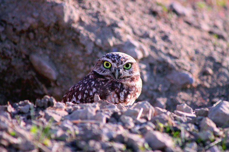 RSScott_Artis_Burrowing-Owl_1-lpr
