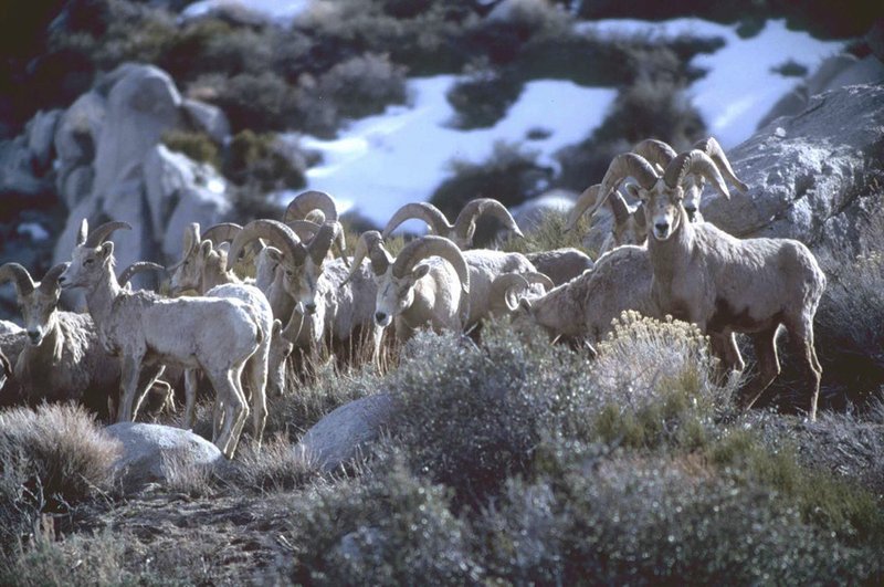 RSSierraNevadaBighornSheep_JohnWeuhausen_1TP-scr