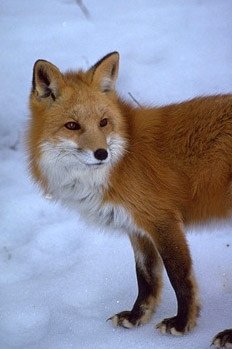 RSSierra_Nevada_Red_Fox_USDA_FPWC.jpg