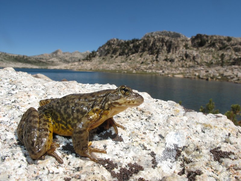 RSSierra_Nevada_Yellow_Legged_frog_Rana_sierrae_in_Yosemite_Devin Edmonds_ USGS_FPWC-lpr