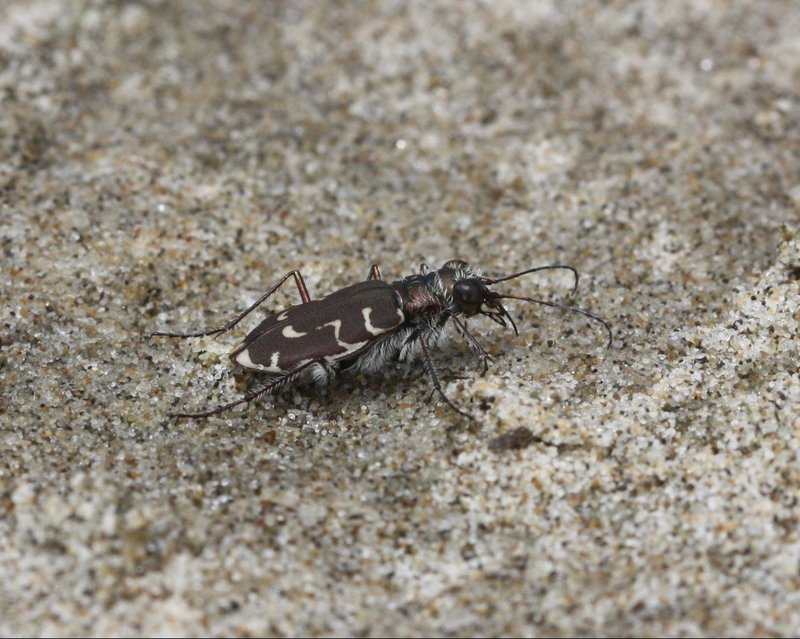 RSSiuslaw hairy-necked tiger beetle_Xerces Society_Sarina Jepsen_FPWC(1)
