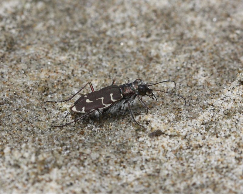 RSSiuslaw hairy-necked tiger beetle_Xerces Society_Sarina Jepsen_FPWC