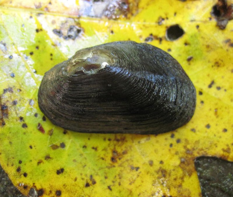 RSSolstice-creekmussel-Brena-Jones-NCWRC-FPWC