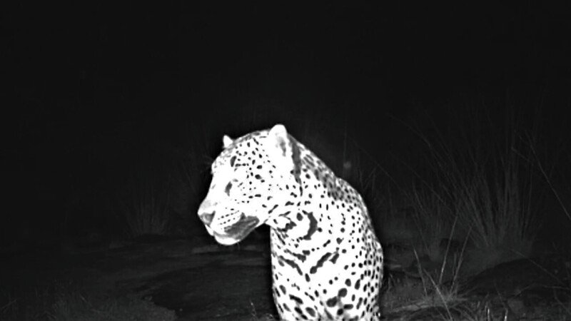 RSSombra_Chiricahuas_Jaguar (2)-scr