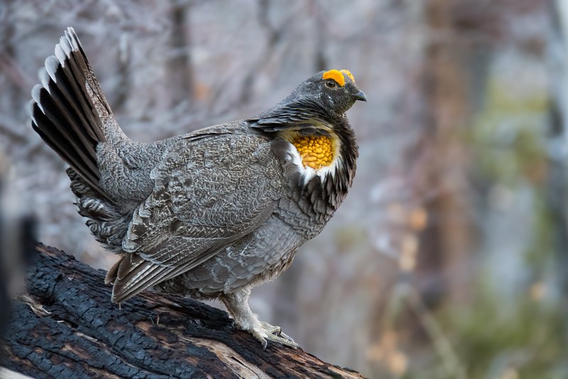 RSSooty-grouse-James-Bland-FPWC