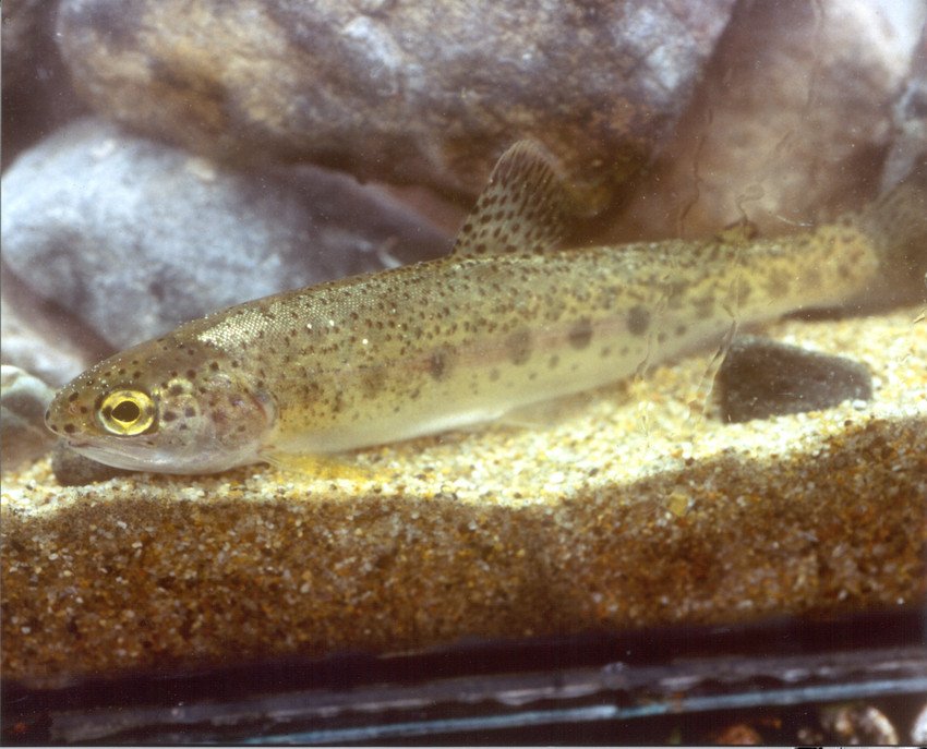 Court Upholds Protections for Southern California Steelhead - Vimarsana News