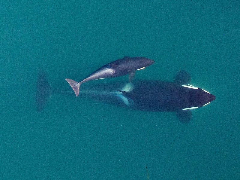 RSSouthern_Resident_Killer_Whale_NOAA_FPWC_06