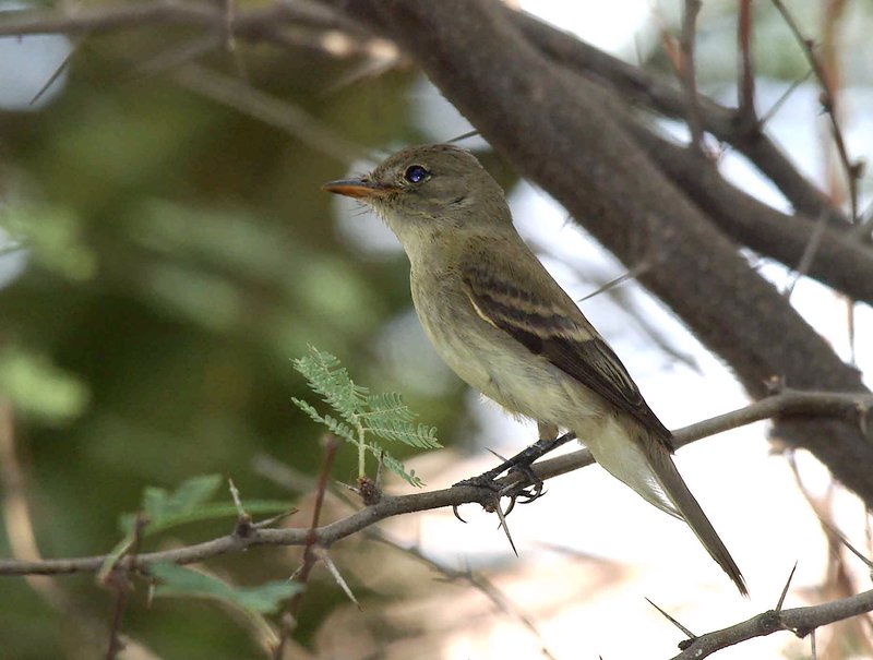 RSSouthwestern_willow_flycatcher_Jim RorabaughUSFWS_FPWC-hpr