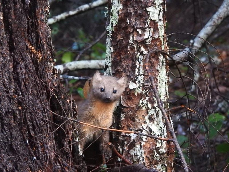 RSStevens_Mark_NCASI_Humboldt_Marten_1