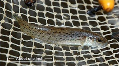 RSStippled-studfish-Philip-Gentry-FPWC