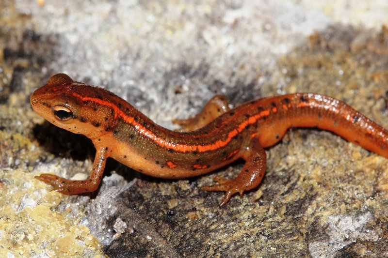 RSStriped-newt-Kevin-Enge-FWC-FPWC
