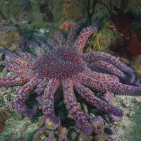 RSSunflower_sea_star_courtesy_National_Park_Service_Public_Domain_FPWC_Media_Use_Ok