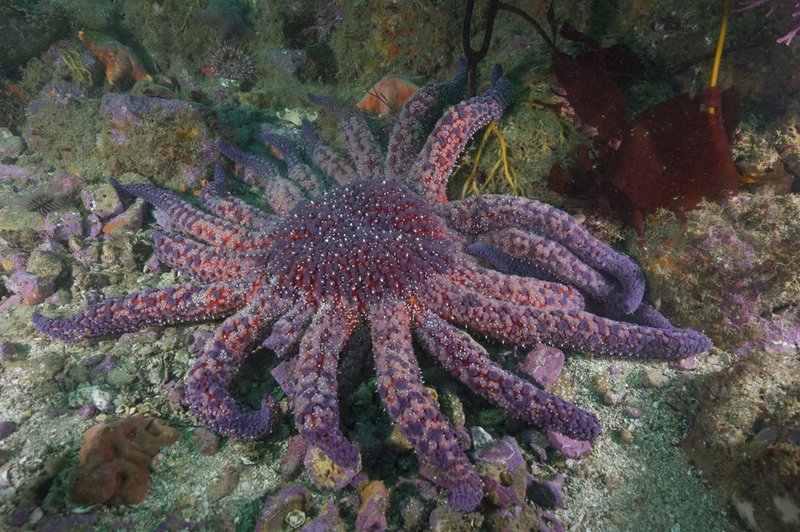 RSSunflower_sea_star_courtesy_National_Park_Service_Public_Domain_FPWC_Media_Use_Ok