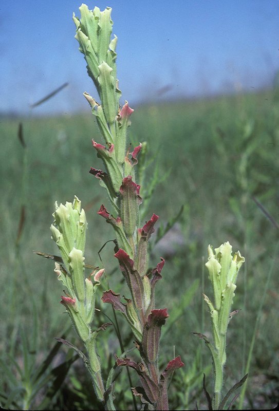 RSSwale_paintbrush_Mark Egger_WTU_Herbarium