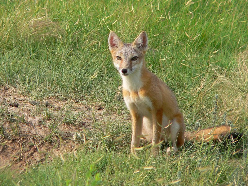 RSSwift_Fox_USFWS_FPWC