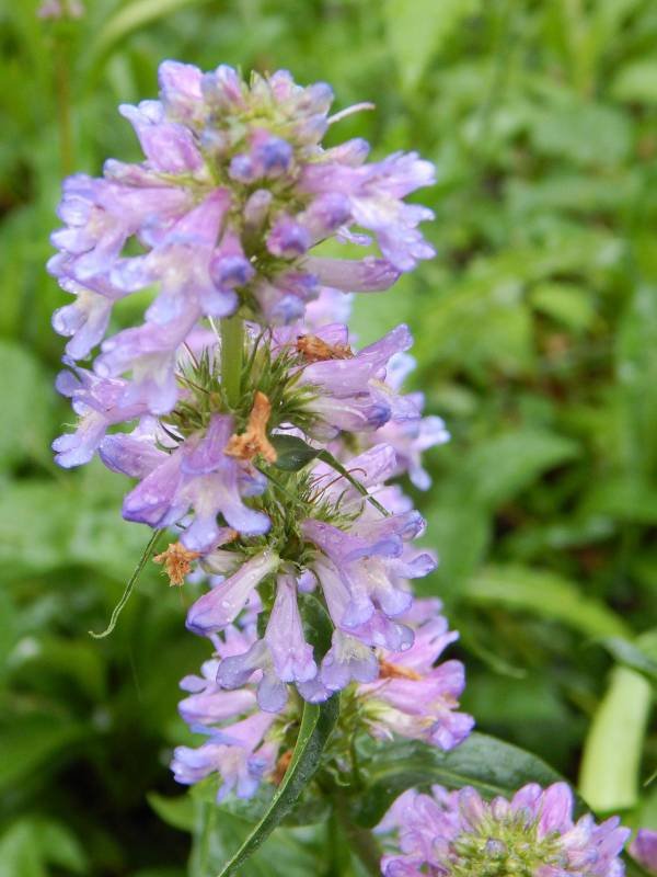 RSTall_western_penstemon_Penstemon_hesperius_by_Roger_T_George_Media_Use_Allowed