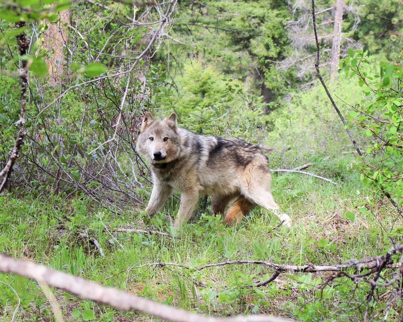 RSTeanaway_Wolf_WA_WFDW_FPWC-lpr